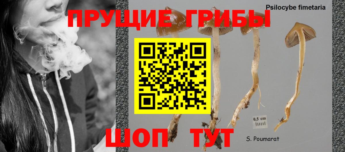 Псилоцибиновые грибы Cubensis Родники